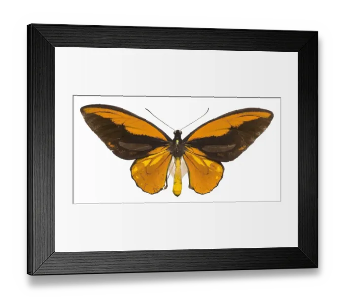 Framed Print : Ornithoptera croesus, Wallaces golden birdwing butterfly Framed Print : Ornithoptera croesus, Wallaces golden birdwing butterfly