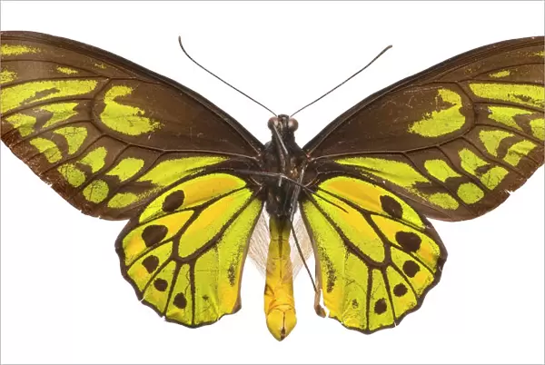 Ornithoptera croesus, Wallaces golden birdwing butterfly