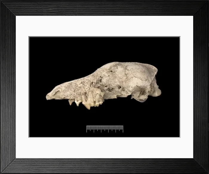 Framed Print : Dusicyon australis, Falkland Islands fox Framed Print : Dusicyon australis, Falkland Islands fox
