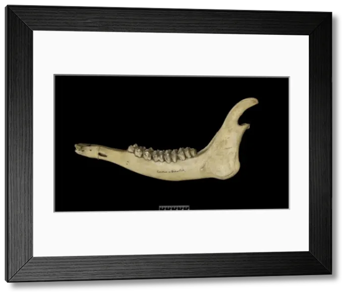 Framed Print : Przewalskium albirostris, white-lipped deer Framed Print : Przewalskium albirostris, white-lipped deer