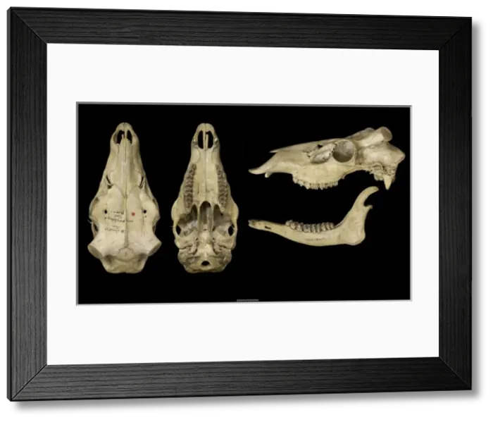 Framed Print : Przewalskium albirostris, white-lipped deer Framed Print : Przewalskium albirostris, white-lipped deer