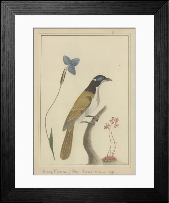 Framed Print : Bird & Flower of Port Jackson Framed Print : Bird & Flower of Port Jackson