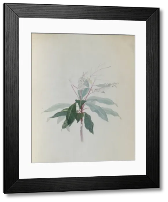 Framed Print : Clethra arborea soland, lily of the valley tree Framed Print : Clethra arborea soland, lily of the valley tree