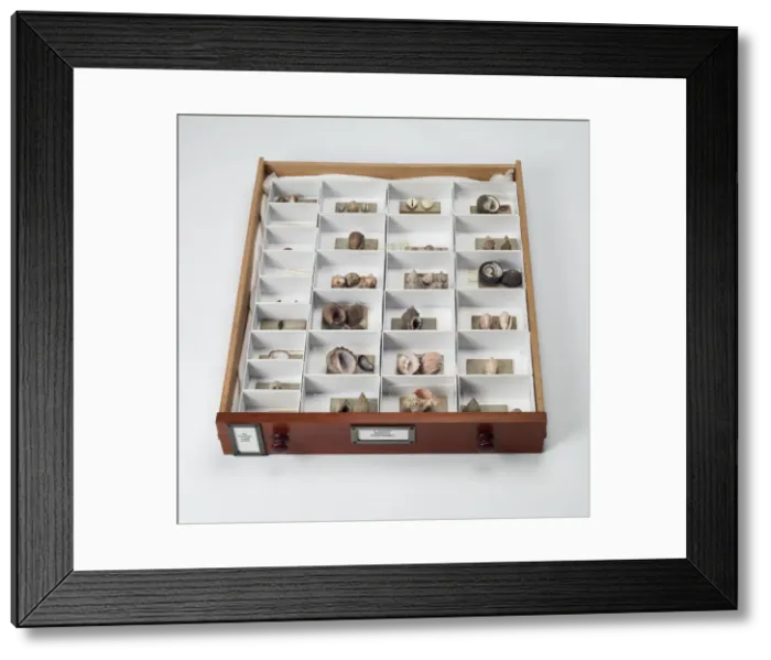 Framed Print : Mollusc specimen drawer Framed Print : Mollusc specimen drawer