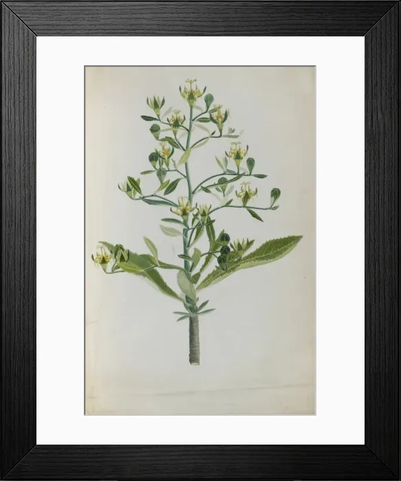 Framed Print : Musschia auret dumort, Golden Musschia Framed Print : Musschia auret dumort, Golden Musschia
