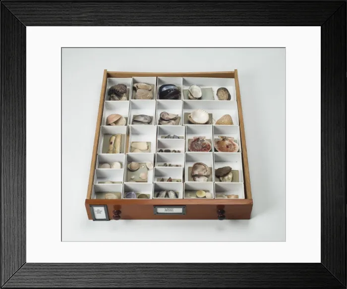 Framed Print : Mollusc specimen drawer Framed Print : Mollusc specimen drawer