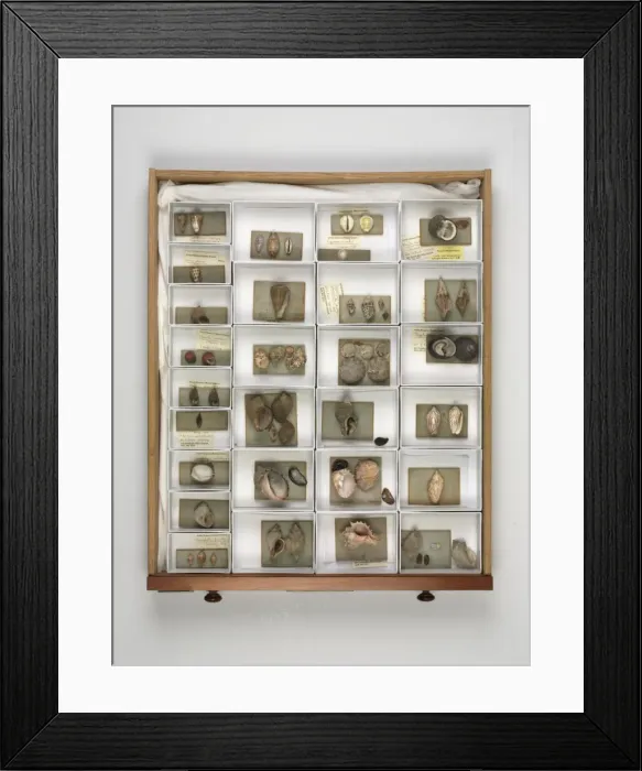 Framed Print : Mollusc specimen drawer Framed Print : Mollusc specimen drawer