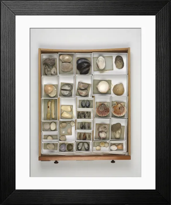Framed Print : Mollusc specimen drawer Framed Print : Mollusc specimen drawer