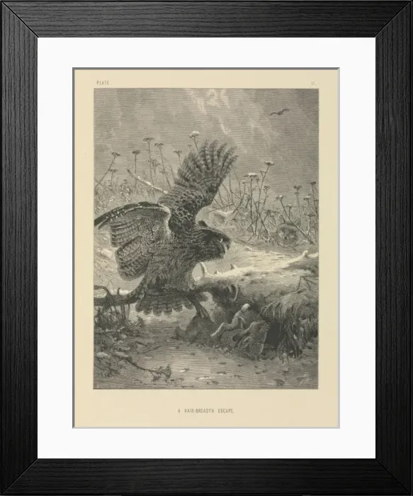 Framed Print : A Hair-Breadth Escape Framed Print : A Hair-Breadth Escape