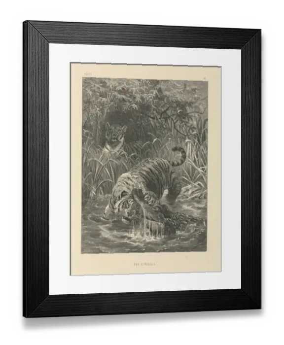 Framed Print : The Struggle Framed Print : The Struggle