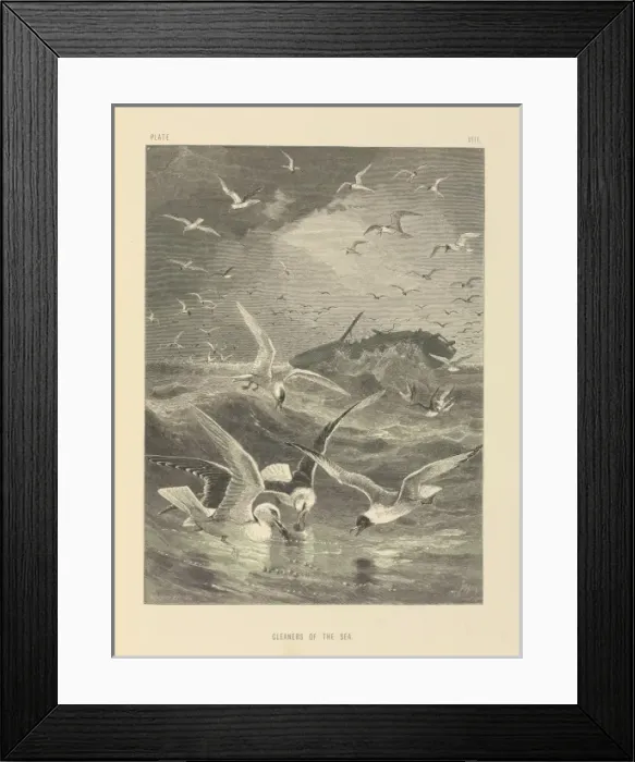 Framed Print : Cleaners of the Sea Framed Print : Cleaners of the Sea
