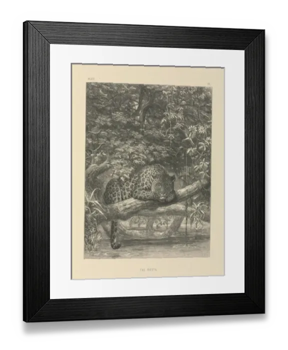 Framed Print : The Siesta Framed Print : The Siesta