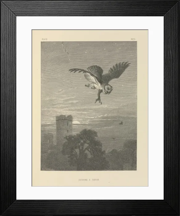 Framed Print : Catching A Tartar Framed Print : Catching A Tartar