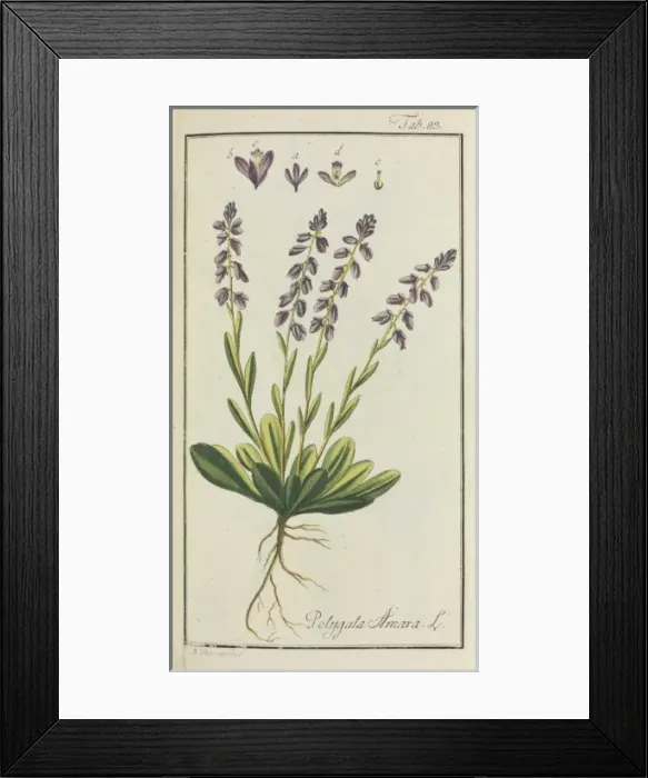 Framed Print : Polygala amara, dwarf milkwort Framed Print : Polygala amara, dwarf milkwort