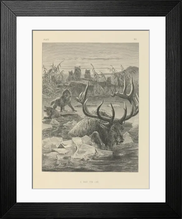 Framed Print : A Race For Life Framed Print : A Race For Life