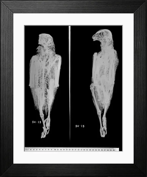 Framed Print : Falco cherrug, saker falcon