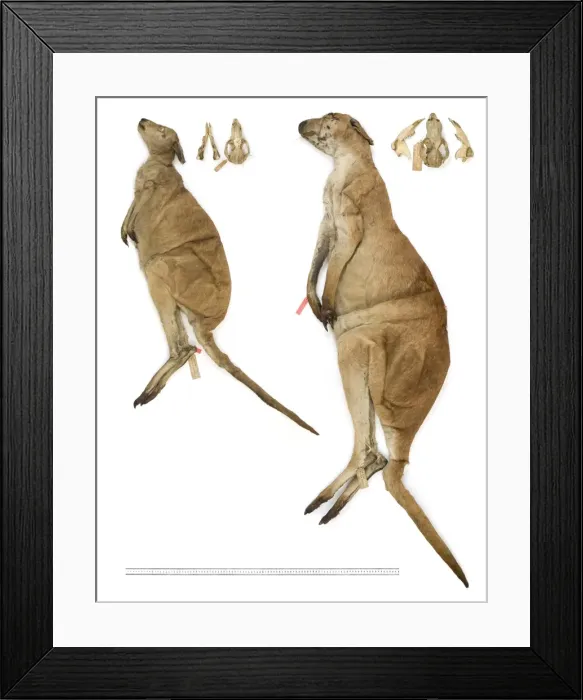 Framed Print : Macropus antilopinus, antilopine wallaby Framed Print : Macropus antilopinus, antilopine wallaby