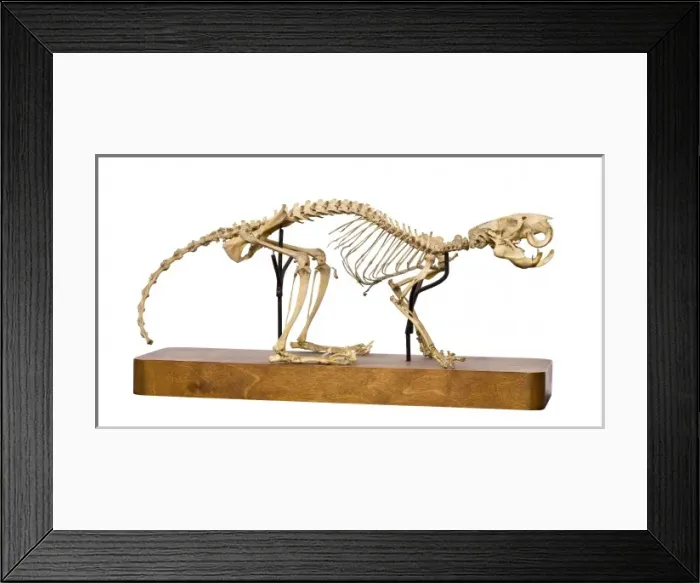 Framed Print : Mesembriomys gouldii, black-footed tree-rat Framed Print : Mesembriomys gouldii, black-footed tree-rat