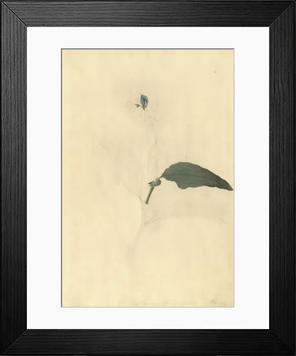Framed Print : Crotalaria verrucosa, blue rattlesnake Framed Print : Crotalaria verrucosa, blue rattlesnake