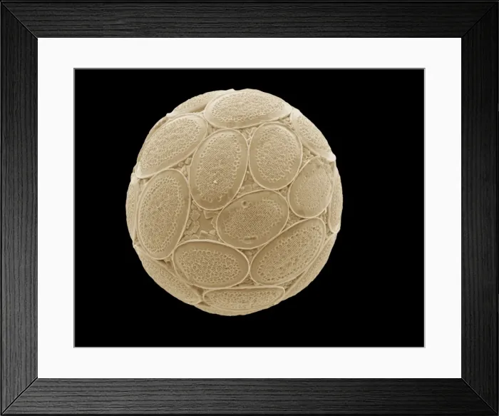 Framed Print : Pontosphaera japonica Framed Print : Pontosphaera japonica