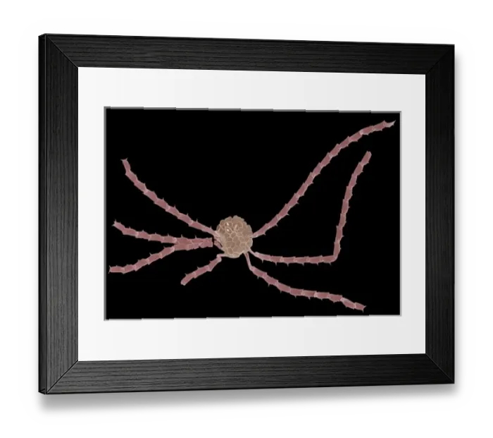 Framed Print : Ophiaster formosus Framed Print : Ophiaster formosus