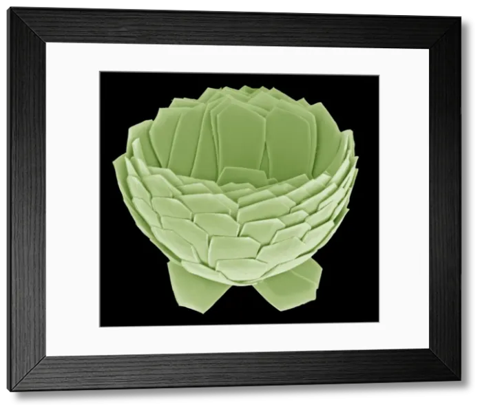 Framed Print : Florisphaera profunda Framed Print : Florisphaera profunda