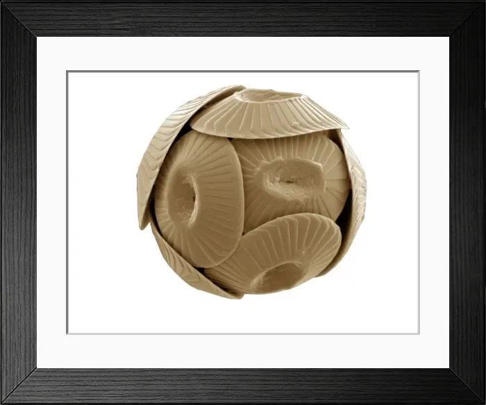 Framed Print : Coccolithus pelagicus Framed Print : Coccolithus pelagicus