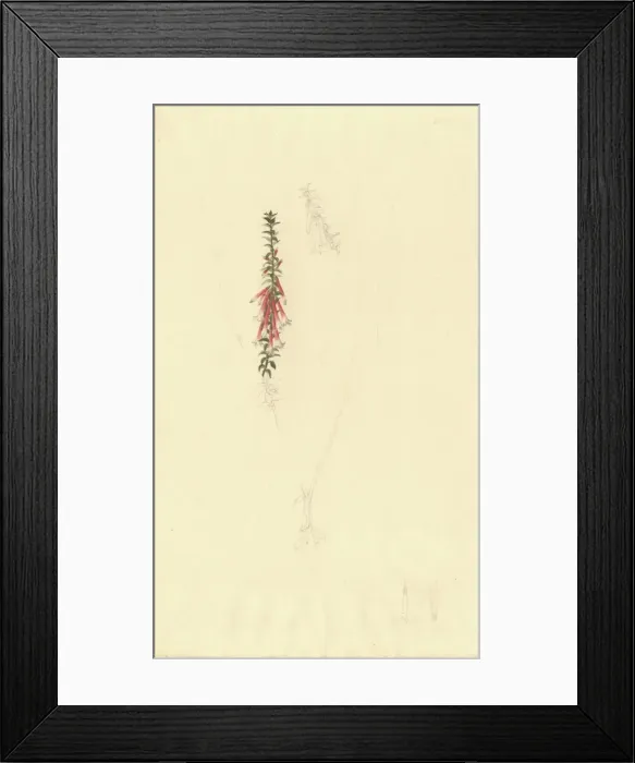 Framed Print : Epacris longiflora, fuschia heath Framed Print : Epacris longiflora, fuschia heath
