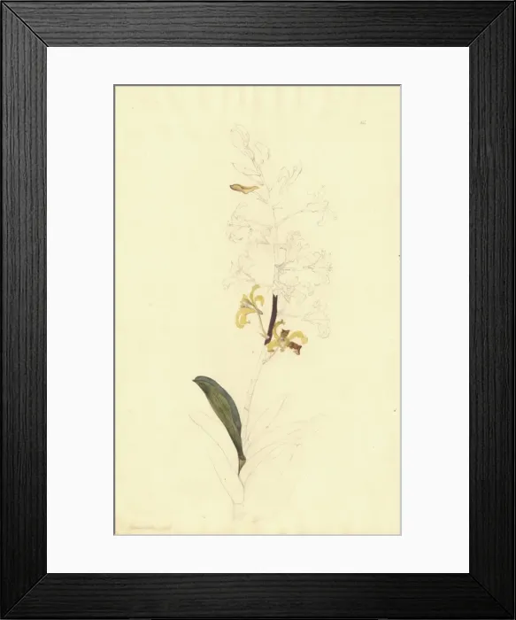 Framed Print : Dendrobium discolor, golden orchid Framed Print : Dendrobium discolor, golden orchid