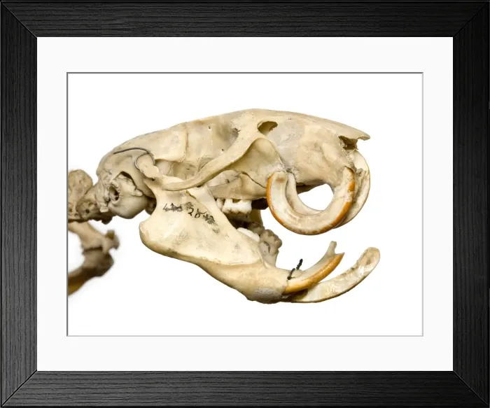 Framed Print : Mesembriomys gouldii, black-footed tree-rat Framed Print : Mesembriomys gouldii, black-footed tree-rat