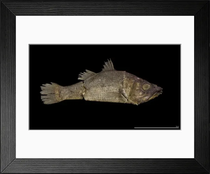 Framed Print : Glossamia aprion, mouth almighty Framed Print : Glossamia aprion, mouth almighty