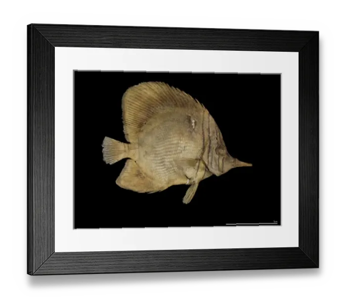 Framed Print : Chelmon marginalis, margined coralfish Framed Print : Chelmon marginalis, margined coralfish