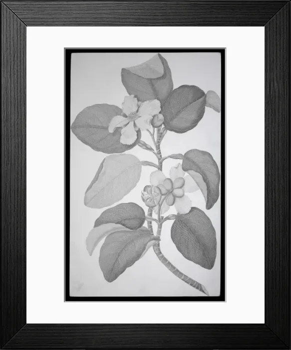 Framed Print : Dillenia alata, red beech tree Framed Print : Dillenia alata, red beech tree