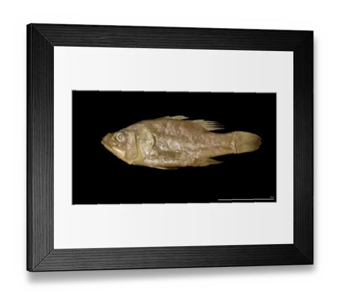 Framed Print : Apogon aprion, mouth almighty Framed Print : Apogon aprion, mouth almighty