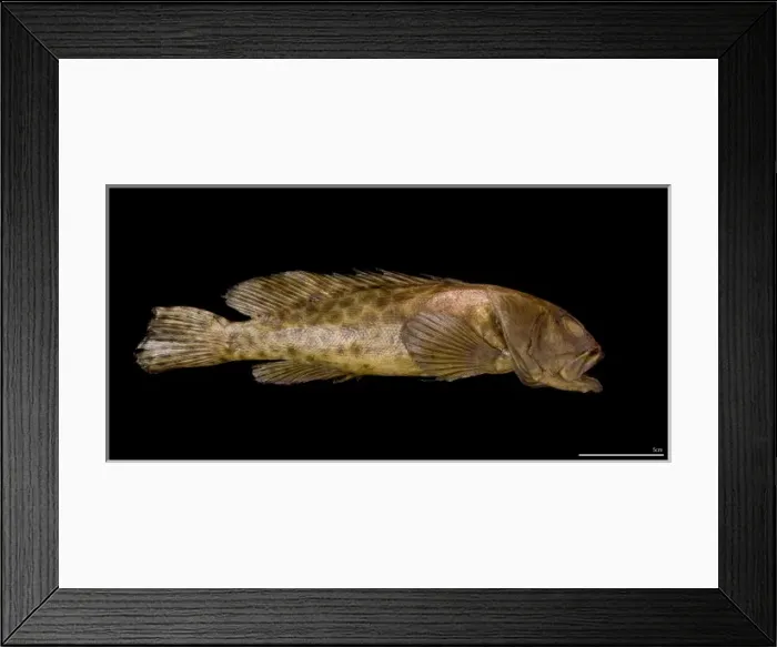 Framed Print : Epinephelus quoyanus, longfin grouper Framed Print : Epinephelus quoyanus, longfin grouper
