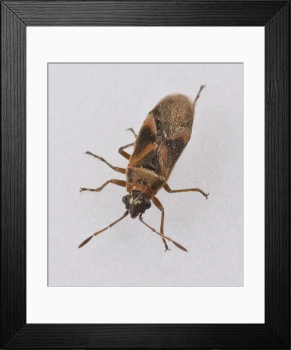 Framed Print : Mystery bug found in NHM Wildlife garden Framed Print : Mystery bug found in NHM Wildlife garden