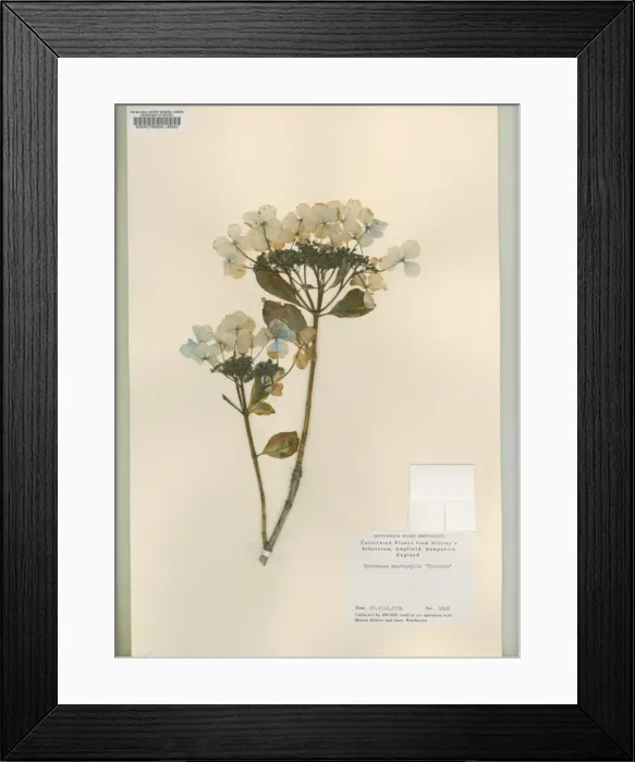 Framed Print : Hydrangea macrophylla Tricolor, bigleaf hydrangea Framed Print : Hydrangea macrophylla Tricolor, bigleaf hydrangea