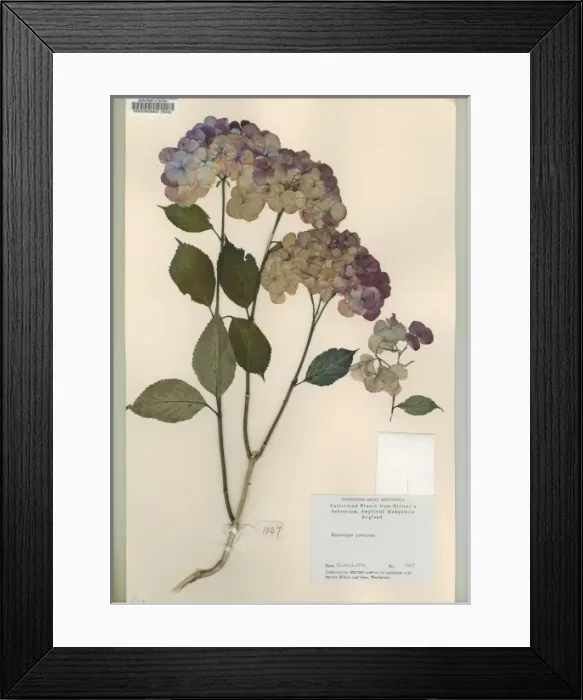 Framed Print : Hydrangea preziosa Framed Print : Hydrangea preziosa