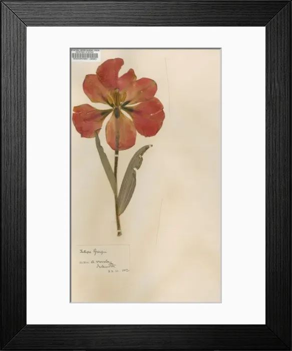Framed Print : Tulipa greigii, red hiding hood tulip Framed Print : Tulipa greigii, red hiding hood tulip