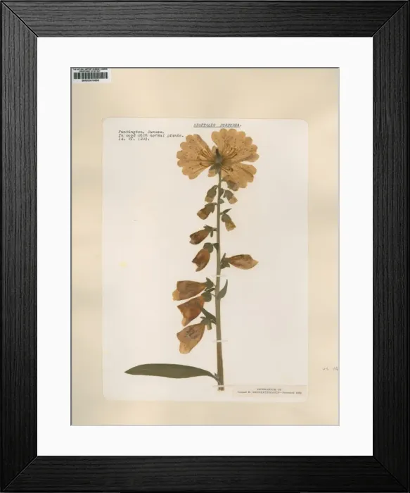Framed Print : Digitalis purpurea, common foxglove Framed Print : Digitalis purpurea, common foxglove