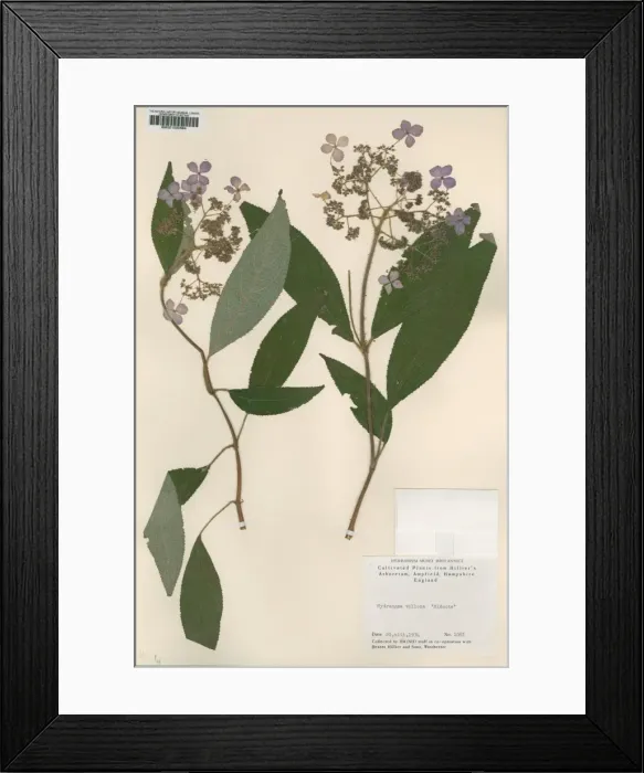 Framed Print : Hydrangea villosa hidcote Framed Print : Hydrangea villosa hidcote