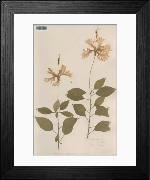 Framed Print : Hibiscus schizopetalus, Japanese lanterns