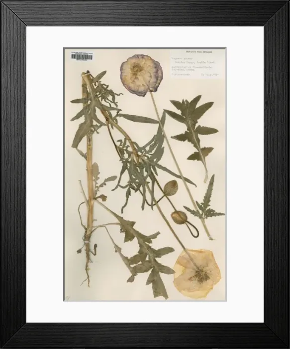 Framed Print : Papaver rhoeas, shirley poppy, double mixed Framed Print : Papaver rhoeas, shirley poppy, double mixed