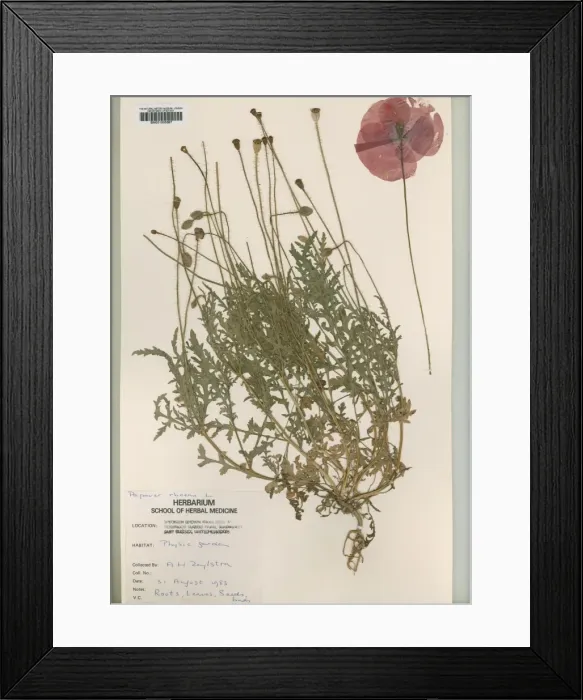 Framed Print : Papaver rhoeas L, common poppy