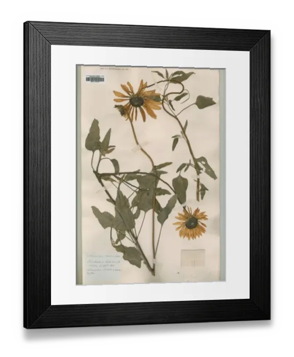 Framed Print : Helianthus ovatus lehm Framed Print : Helianthus ovatus lehm