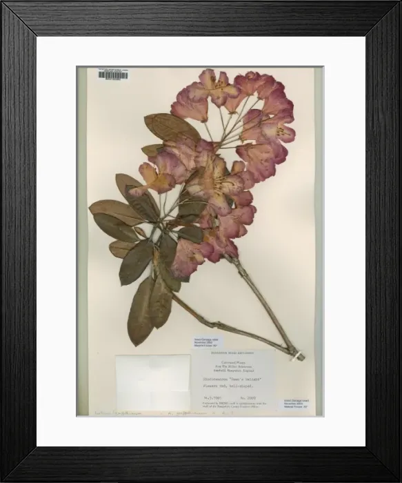 Framed Print : Rhododendron, dawns delight Framed Print : Rhododendron, dawns delight