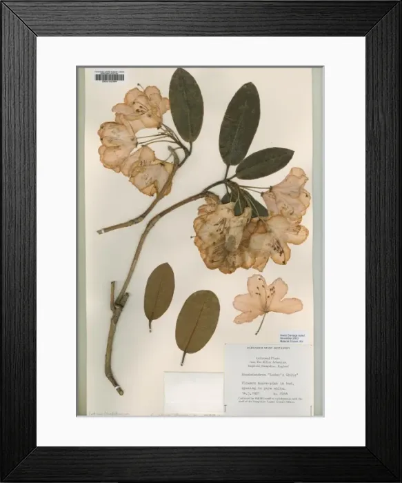 Framed Print : Rhododendrum, loders white Framed Print : Rhododendrum, loders white
