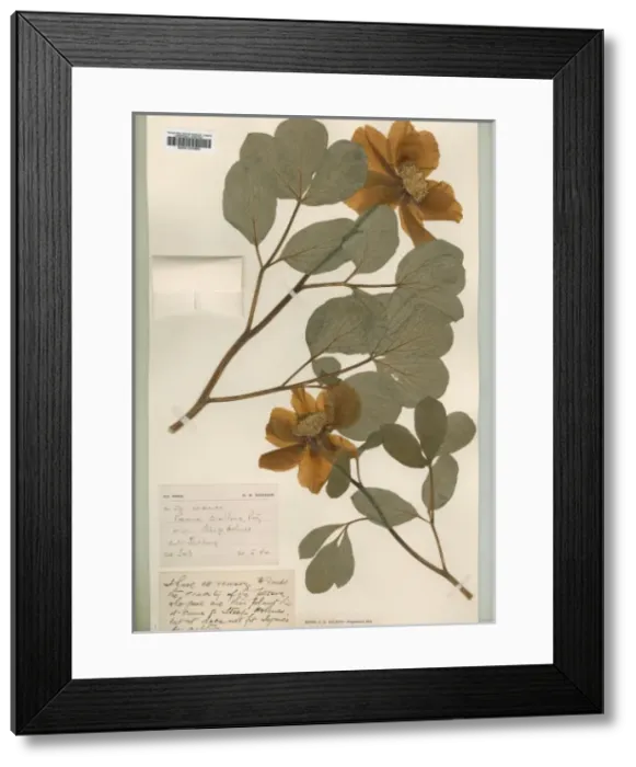 Framed Print : Paeonia corallina Framed Print : Paeonia corallina