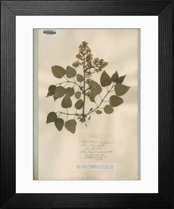 Framed Print : Syringa vulgaris, lilac Framed Print : Syringa vulgaris, lilac