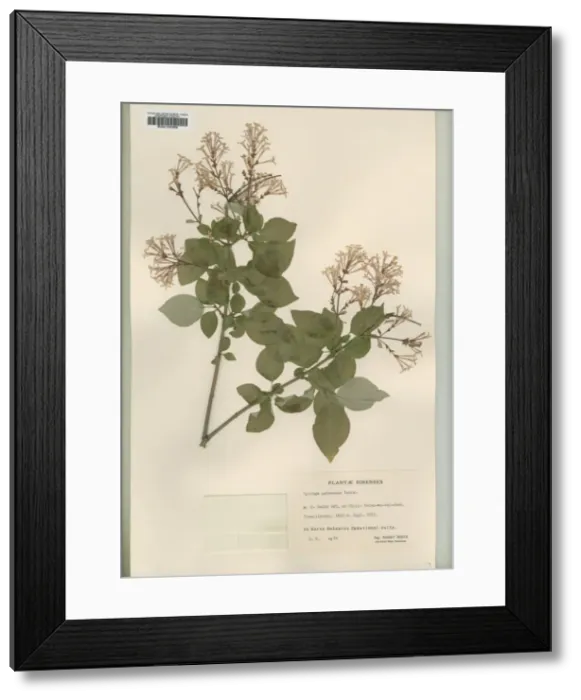 Framed Print : Syringa pubescens turez Framed Print : Syringa pubescens turez